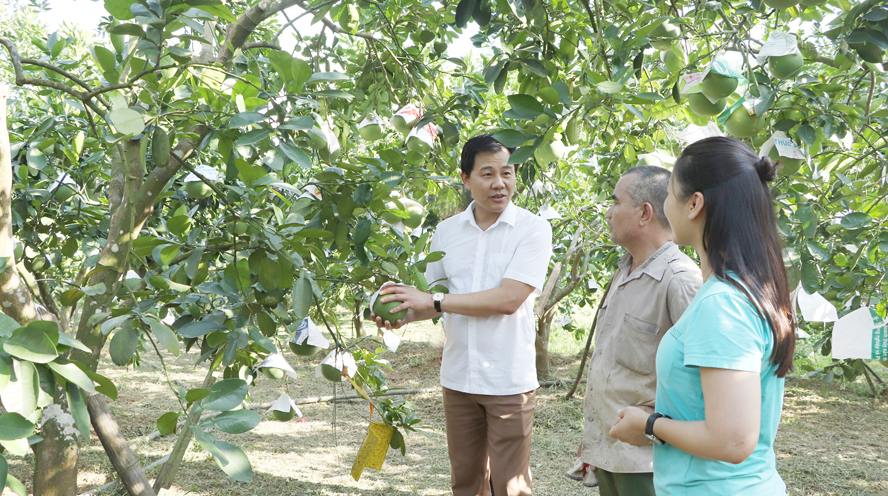 Cấp mã số vùng trồng: Mở cửa cho nông sản Việt vươn xa - Ảnh 1.