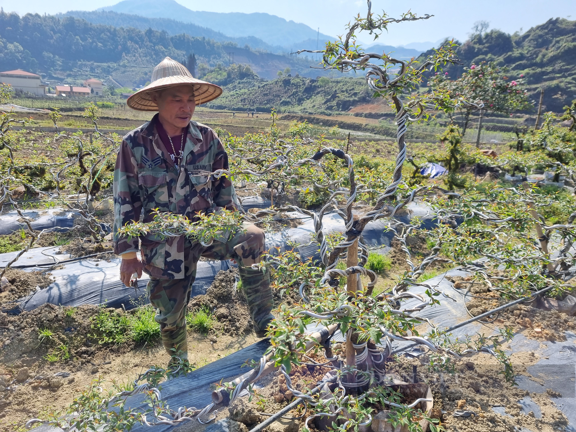 Lão nông Sa Pa thu nửa tỷ từ trồng loài hoa đẹp nhất trong “thập đại danh hoa” - Ảnh 2.