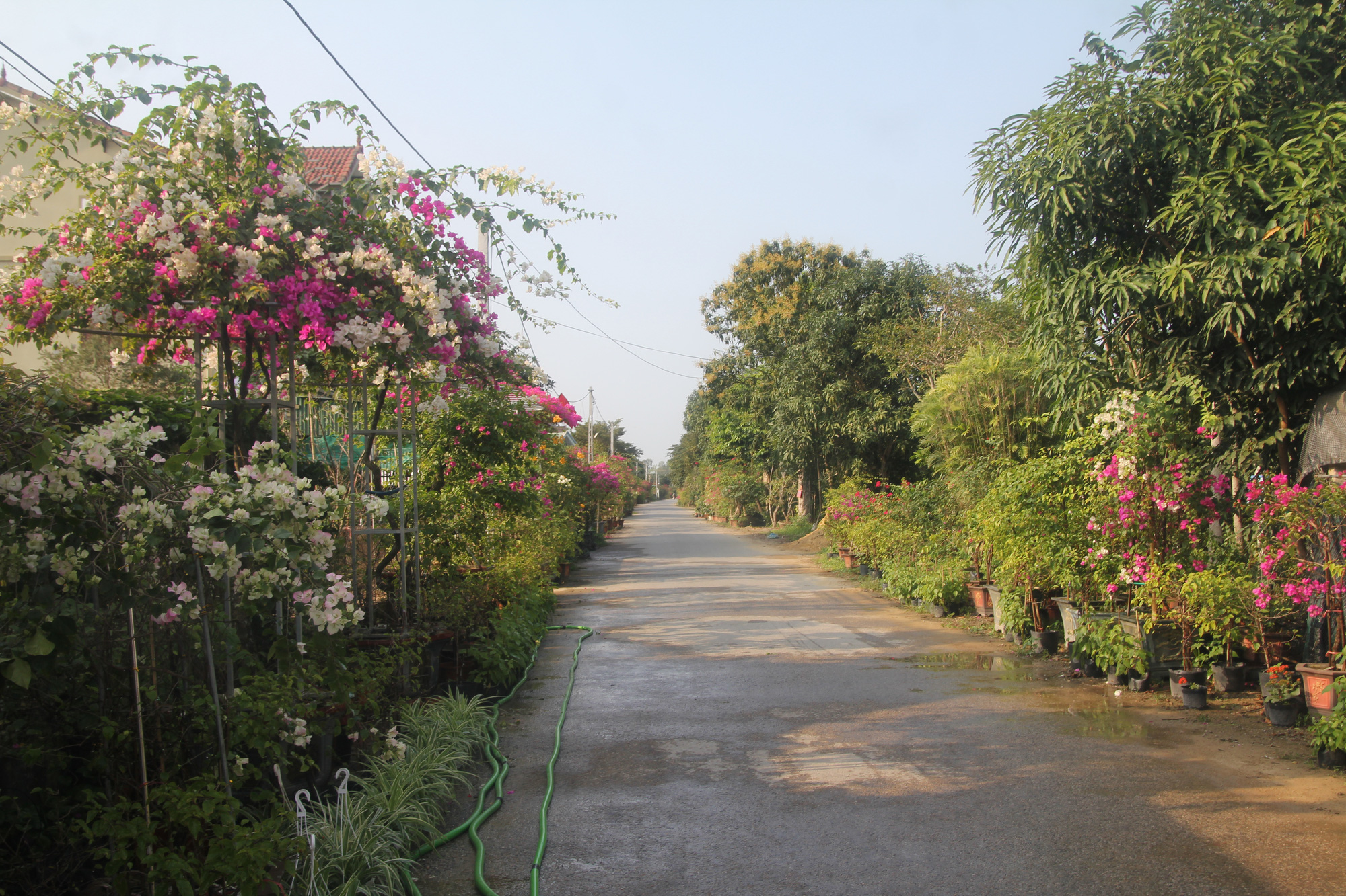 Về làng hoa, cây cảnh lớn nhất khu vực Bắc Miền Trung - Ảnh 2.