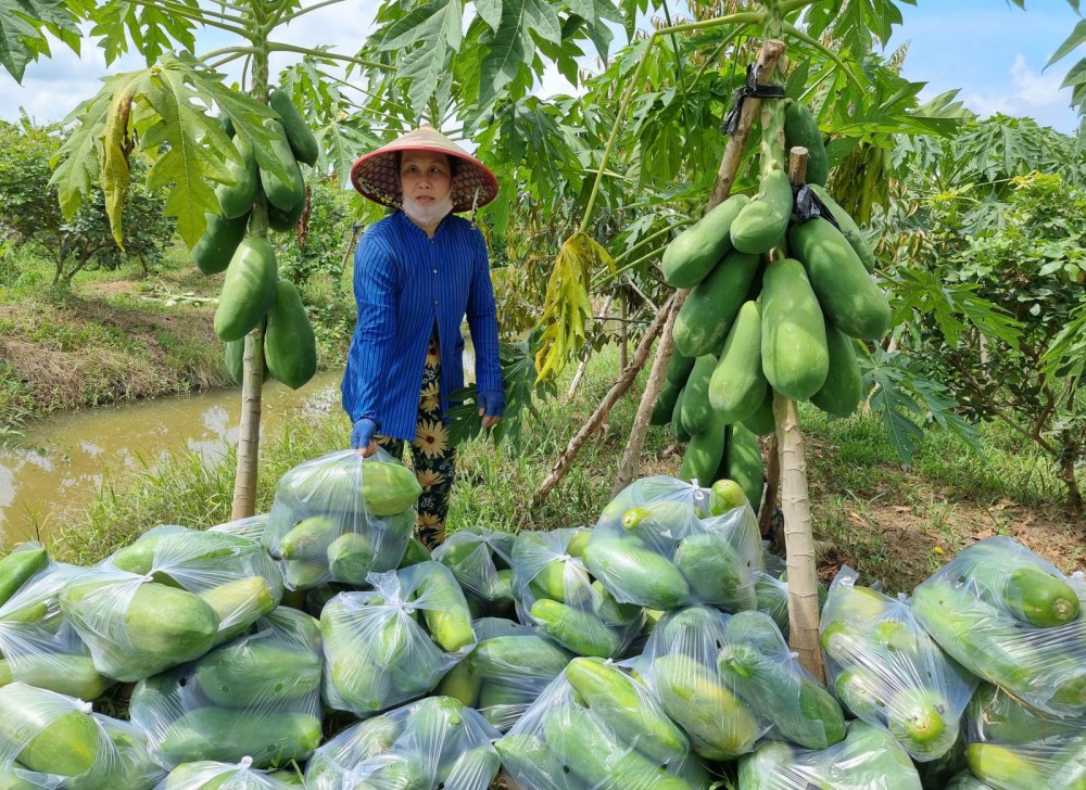 Trồng đu đủ Mã Lai cho sản lượng trái cao - Ảnh 1.