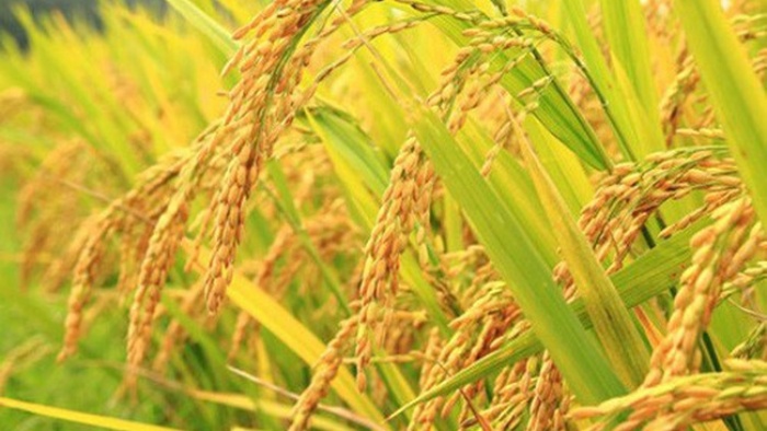 Gạo 5% tấm xuất khẩu của Việt Nam đang có mức giá cao  - Ảnh 2.