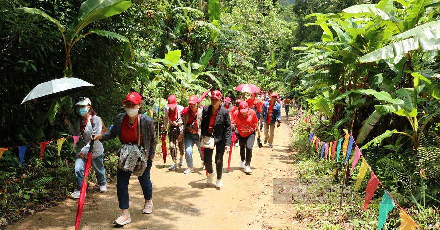 Traveling to experience ginseng garden “Quoc Bao” in Kon Tum