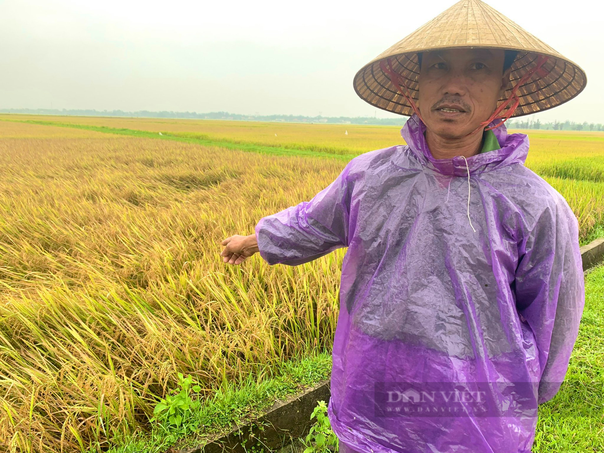 Mưa lớn dịp lễ 30/4 - 1/5 khiến hàng nghìn ha lúa của bà con nông dân Quảng Bình ngã đổ - Ảnh 3.