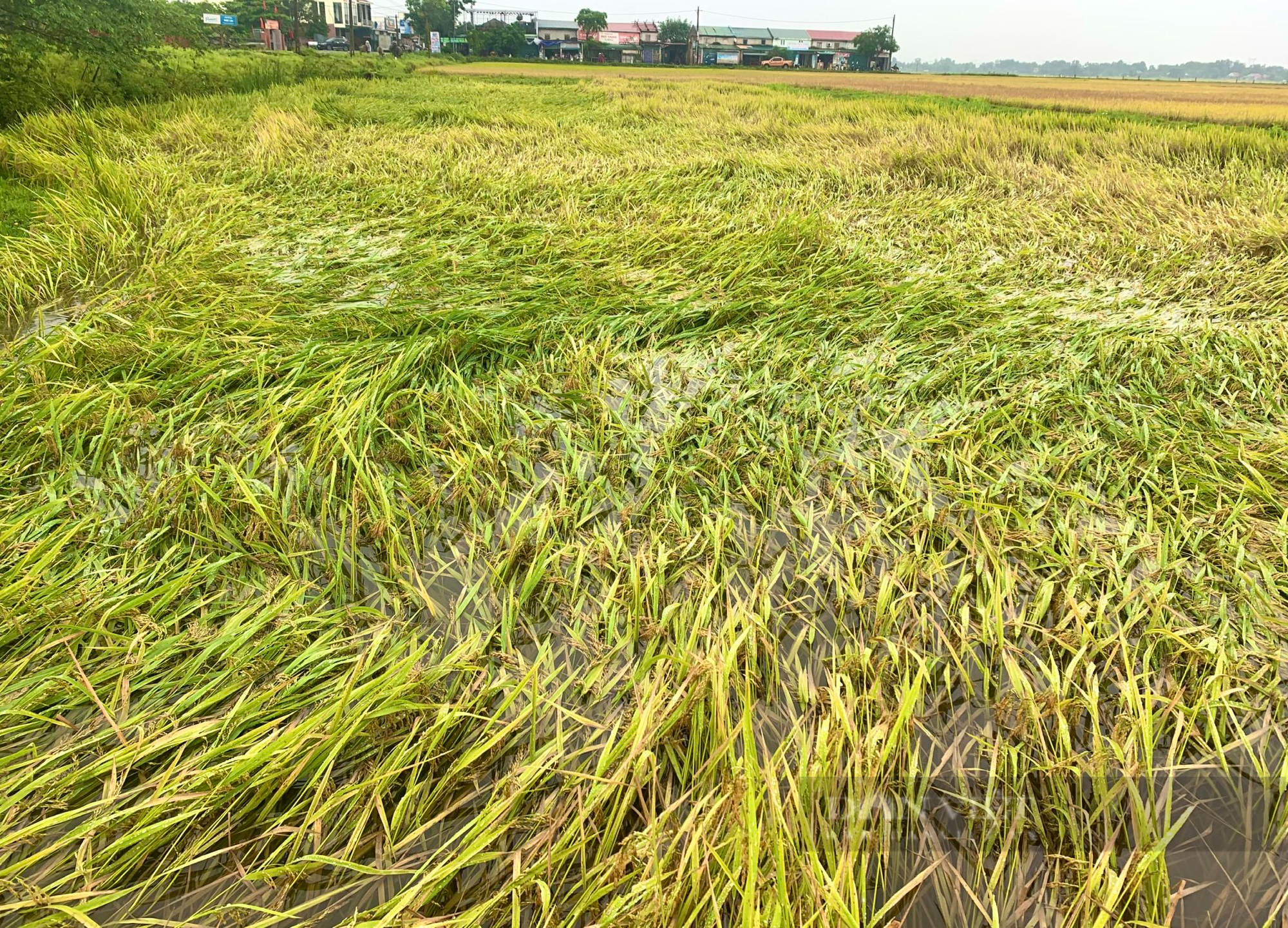 Mưa lớn dịp lễ 30/4 - 1/5 khiến hàng nghìn ha lúa của bà con nông dân Quảng Bình ngã đổ - Ảnh 4.