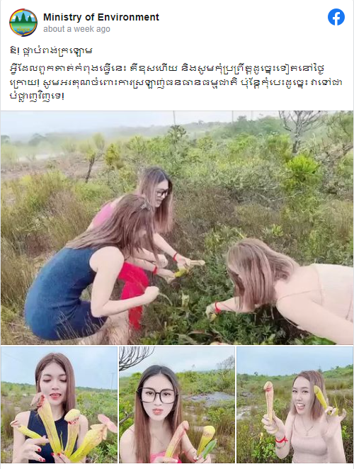 Campuchia &quot;cấm&quot; hái cây nắp ấm có hình thù kỳ lạ - Ảnh 1.