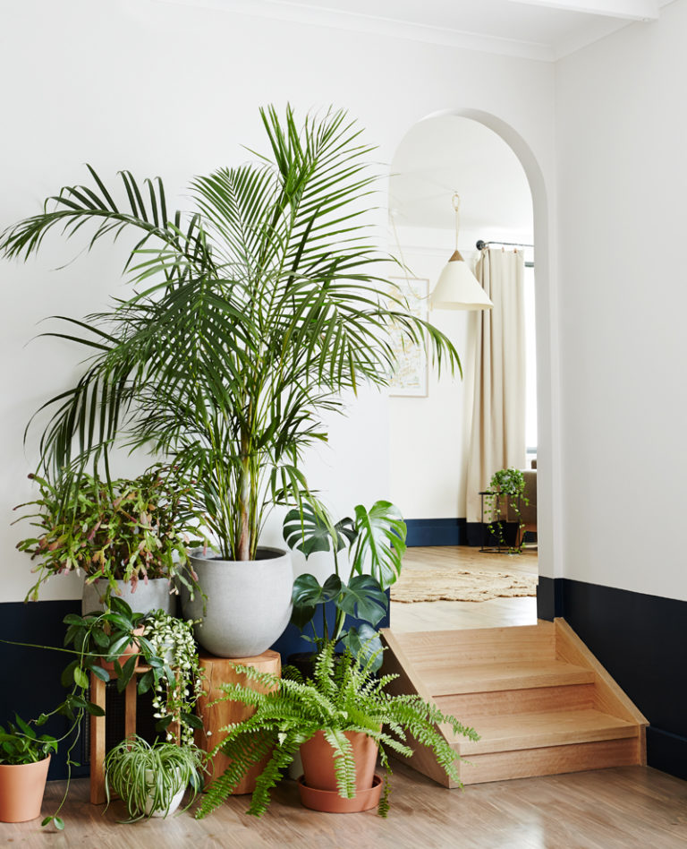 7 mẹo tìm cây cảnh thích hợp trong không gian nhà bạn, không chỉ đẹp mà còn lớn như thổi - Ảnh 3.