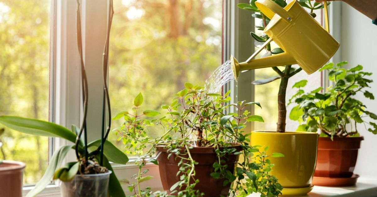 7 tips to find the right bonsai in your home space, not only beautiful but also big as blow - Photo 5.