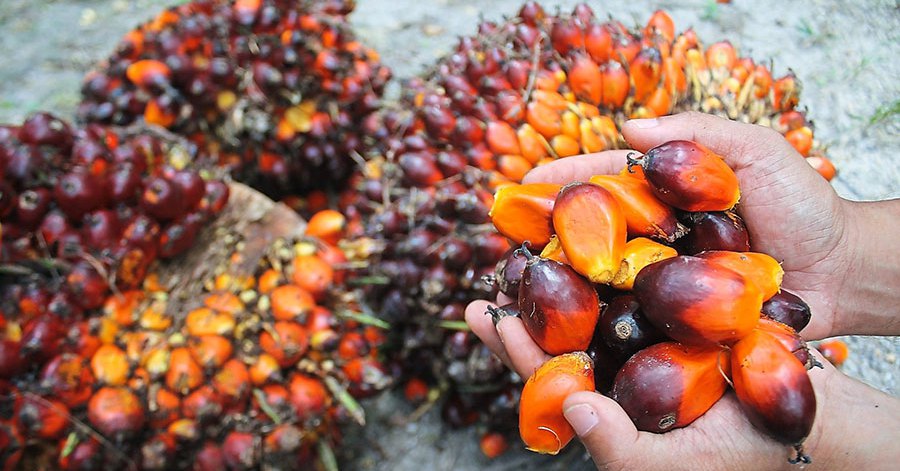 Indonesia, Vietnam’s large vegetable oil supply market, lifts the ban on palm oil exports