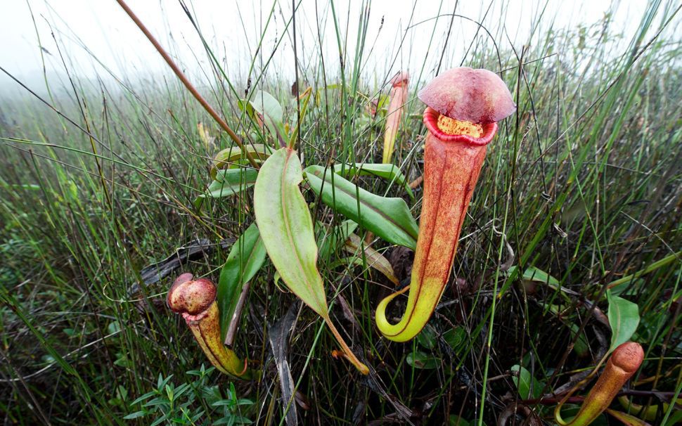 Cambodia “forbids” from picking strangely shaped pitcher plants