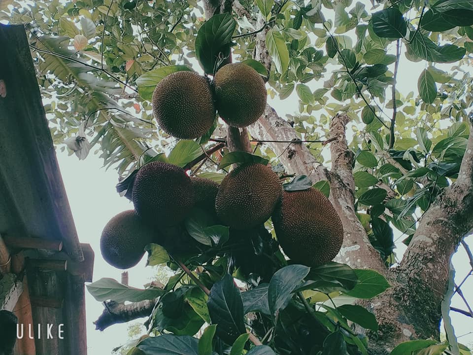 Những loại quả nào mùa hè càng hưởng nắng càng thơm, càng ngọt, khi chín cũng nhuộm màu nắng? - Ảnh 1.