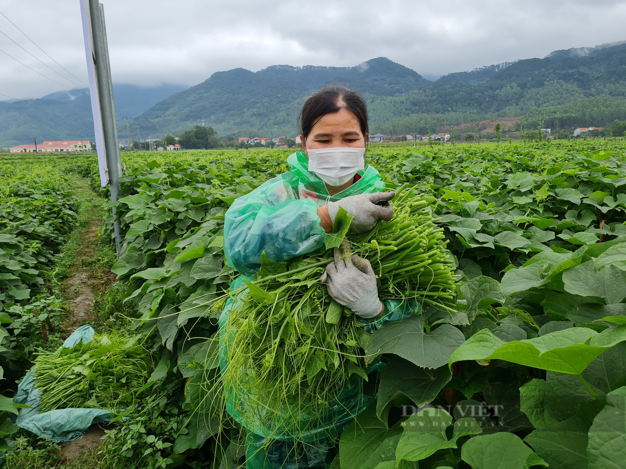 Muốn sản xuất nông nghiệp hữu cơ, nông dân không thể đi 1 mình - Ảnh 4.