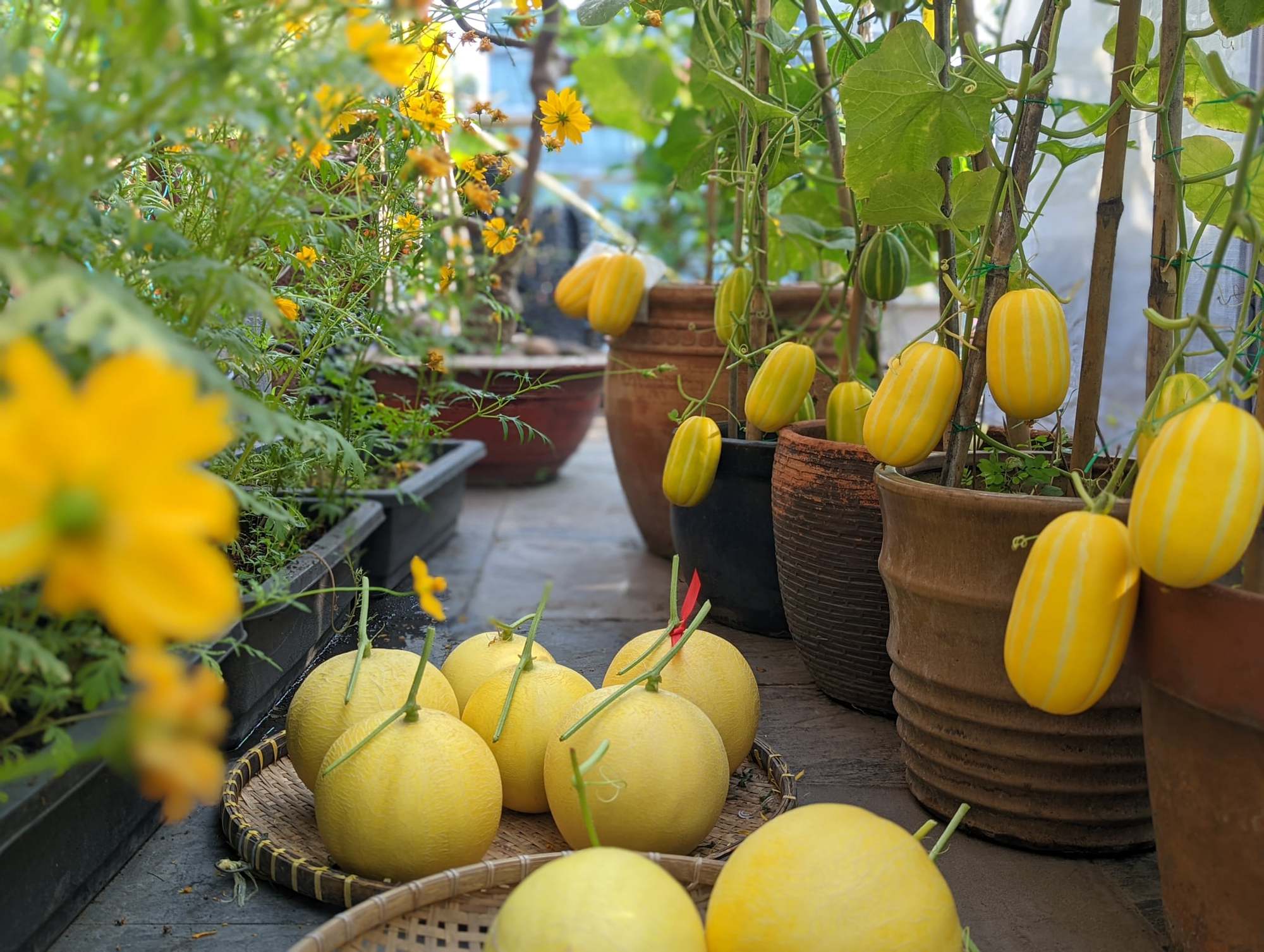 The secret to growing a bountiful melon on the terrace of the 9x architect - Photo 4.