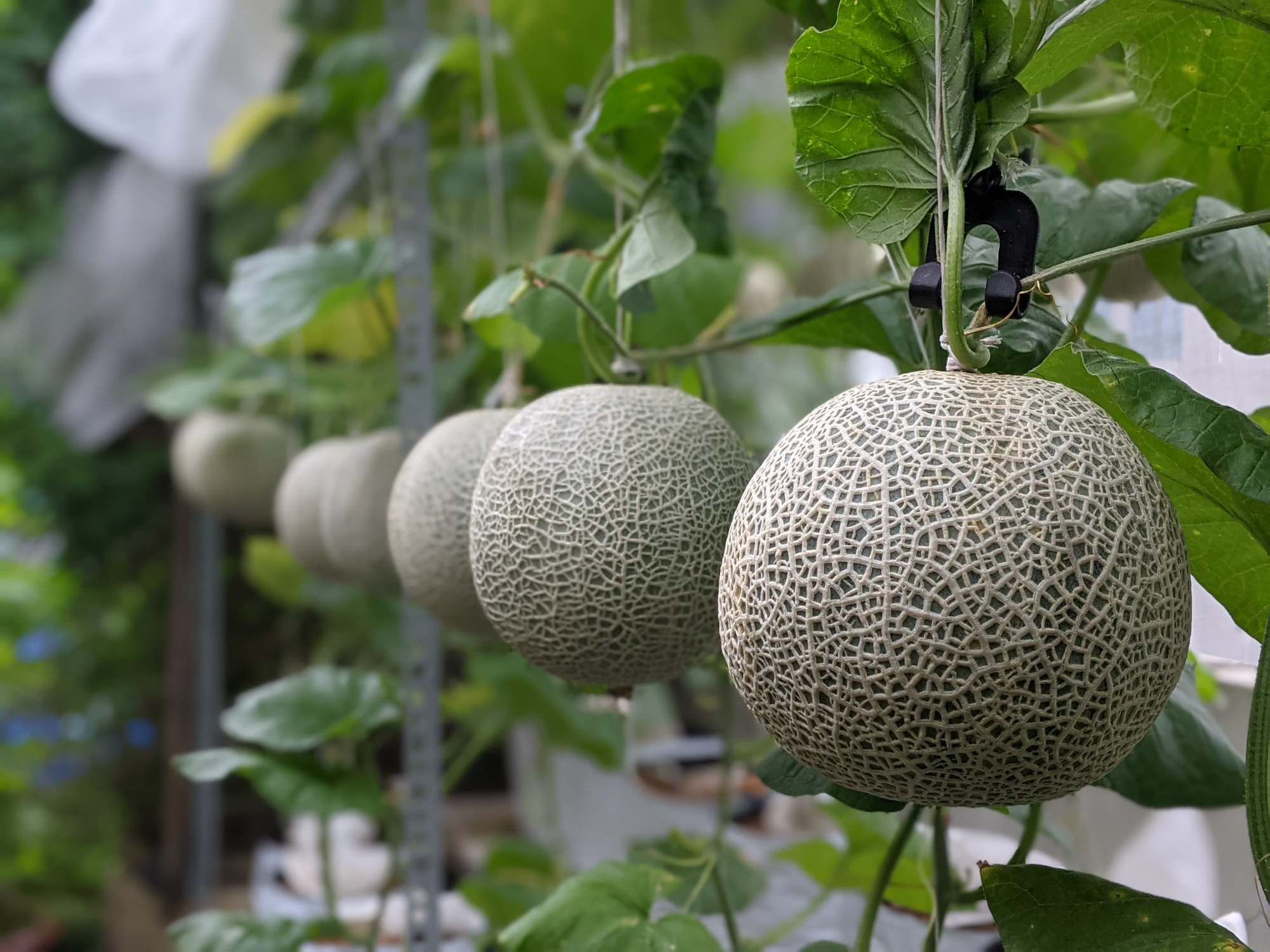 The secret to growing a bountiful melon on the terrace of the 9x architect - Photo 5.