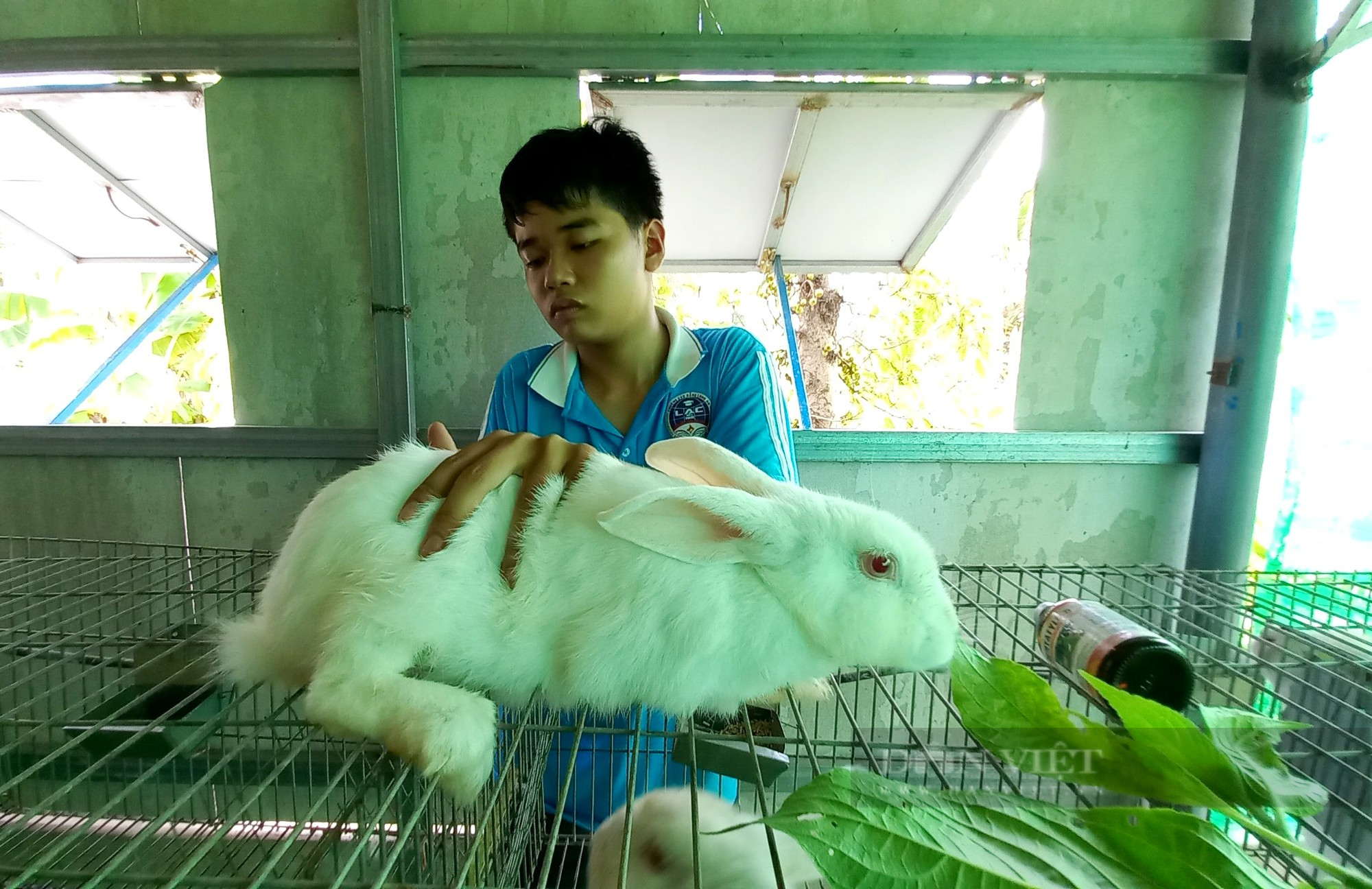 Thu tiền tỷ từ nuôi thỏ nhập khẩu sinh sản