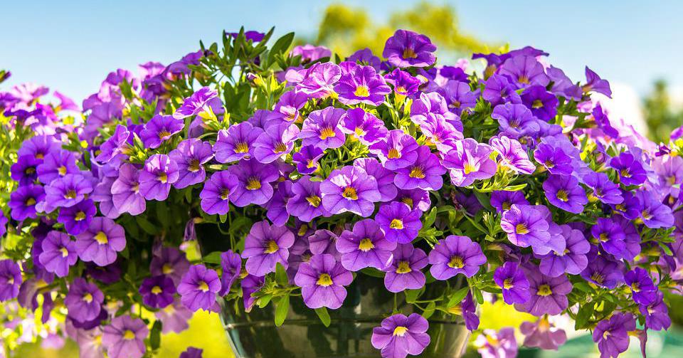 Addictive, cheap and beautiful ornamental plants, extremely profitable, soon turn your home into a sea of ​​flowers