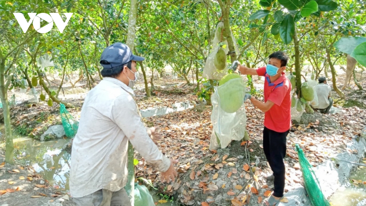 Trăn trở từ &quot;vựa lúa&quot; đồng bằng sông Cửu Long - Ảnh 2.