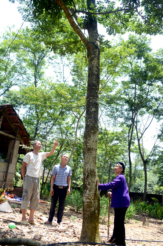 Cả làng ở Tuyên Quang miệt mài trồng thứ cây gì mà thiên hạ cứ đồn là có &quot;kho báu lộ thiên&quot; hàng chục tỷ? - Ảnh 2.