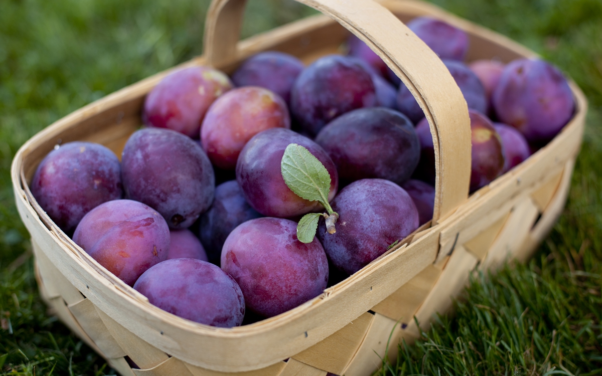 Don’t be afraid to eat plums in the summer if you want to prevent cancer