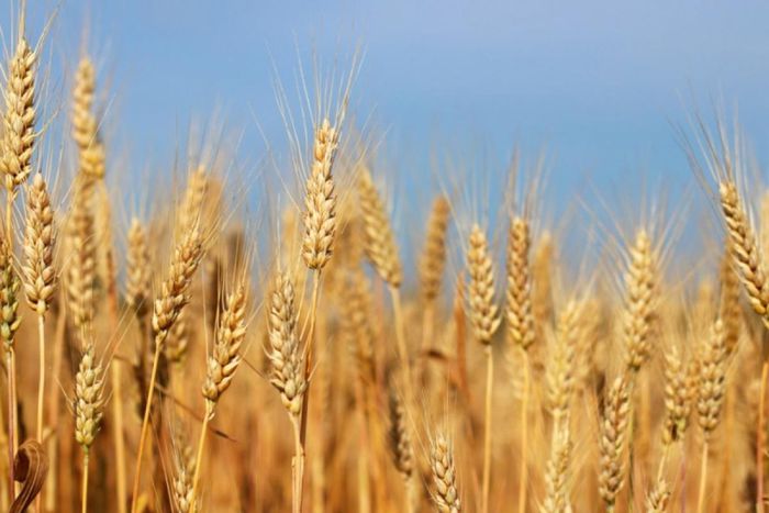 Cảnh báo nguồn cung lúa mì toàn cầu trong kho dự trữ chỉ còn duy trì trong 10 tuần - Ảnh 1.