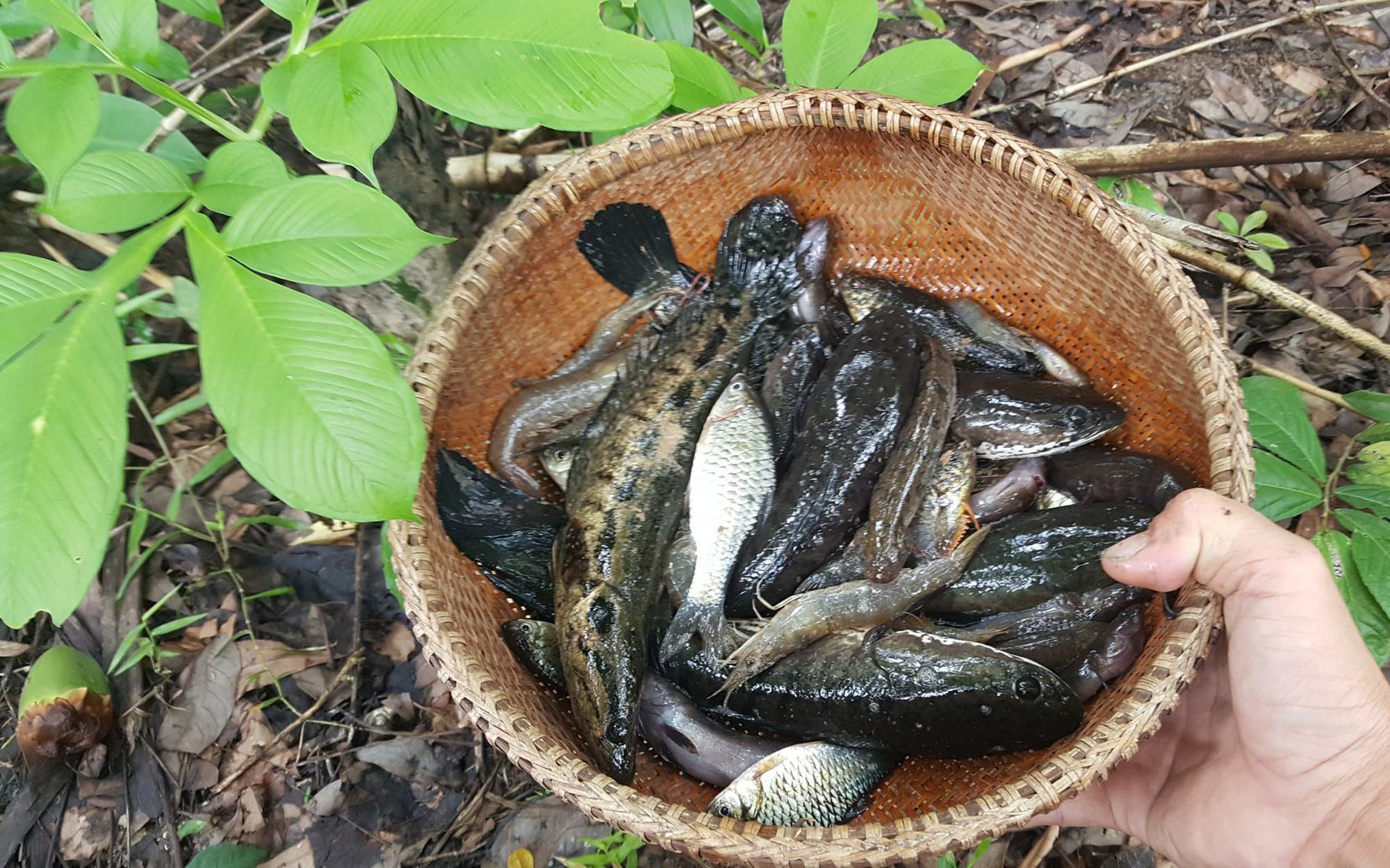 &quot;Túi cá đồng&quot; của tỉnh Kiên Giang nằm ở huyện nào, vì sao cá đồng ngày càng đắt đỏ hơn cá nuôi?