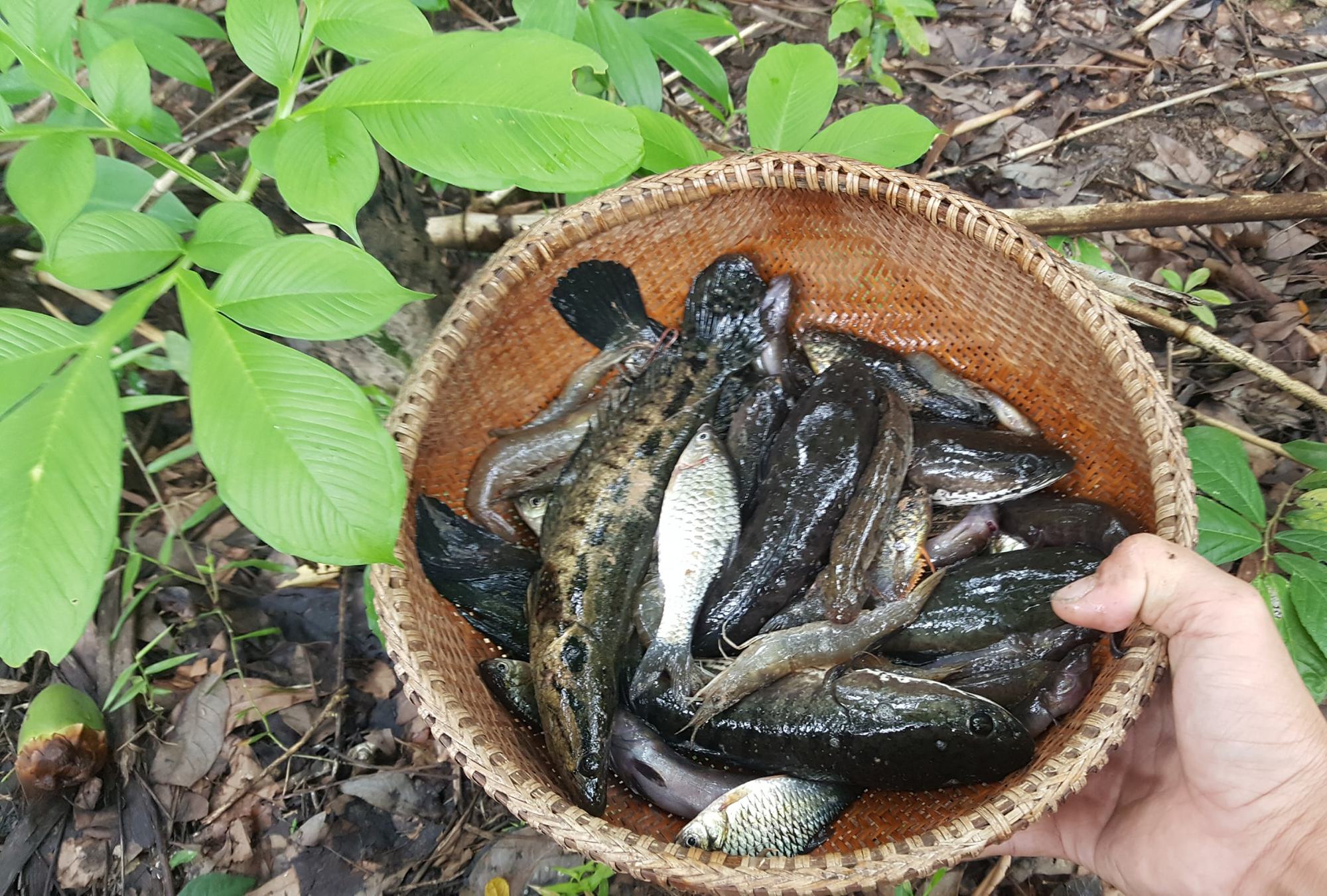 &quot;Túi cá đồng&quot; của tỉnh Kiên Giang nằm ở huyện nào, vì sao cá đồng ngày càng đắt đỏ hơn cá nuôi? - Ảnh 2.