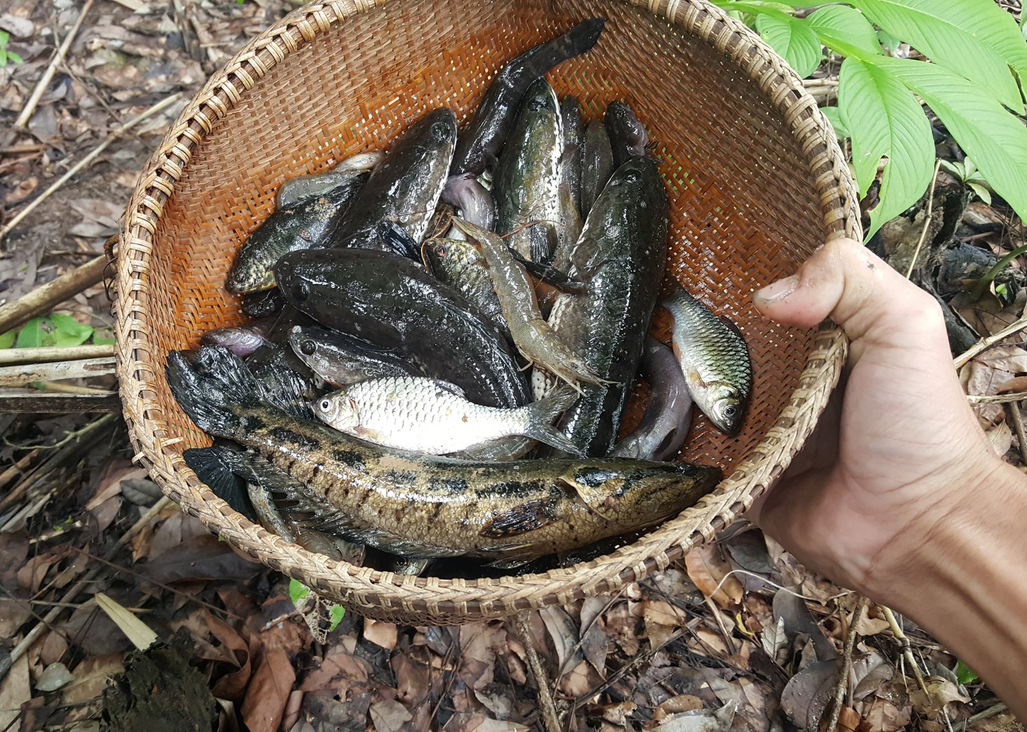 &quot;Túi cá đồng&quot; của tỉnh Kiên Giang nằm ở huyện nào, vì sao cá đồng ngày càng đắt đỏ hơn cá nuôi? - Ảnh 3.