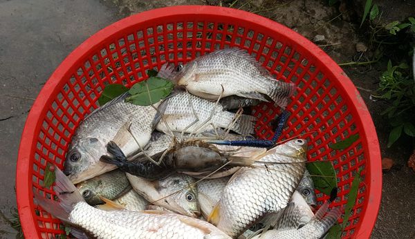 &quot;Túi cá đồng&quot; của tỉnh Kiên Giang nằm ở huyện nào, vì sao cá đồng ngày càng đắt đỏ hơn cá nuôi? - Ảnh 4.