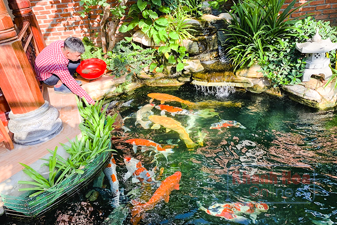Giàu chơi cá, khá chơi chim, phong trào rót tiền tỷ nuôi cá quý tộc bơi dày đặc nở rộ ở Khánh Hòa - Ảnh 4.