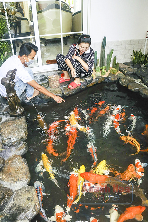 Giàu chơi cá, khá chơi chim, phong trào rót tiền tỷ nuôi cá quý tộc bơi dày đặc nở rộ ở Khánh Hòa - Ảnh 1.