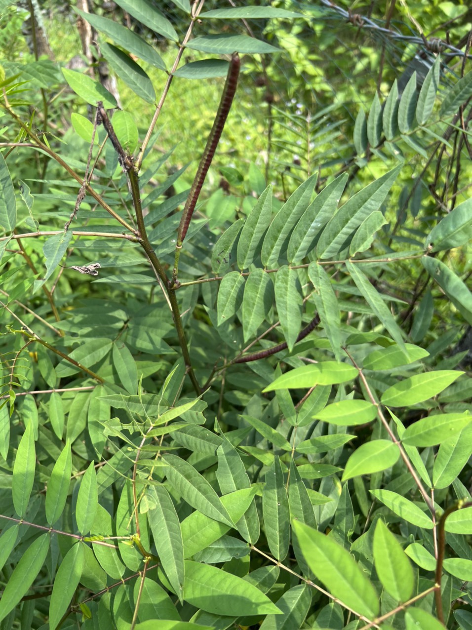 Tự ăn &quot;hạt lạ&quot; phòng ngừa bệnh đái tháo đường, hai vợ chồng ngộ độc teo cơ, liệt toàn thân - Ảnh 2.