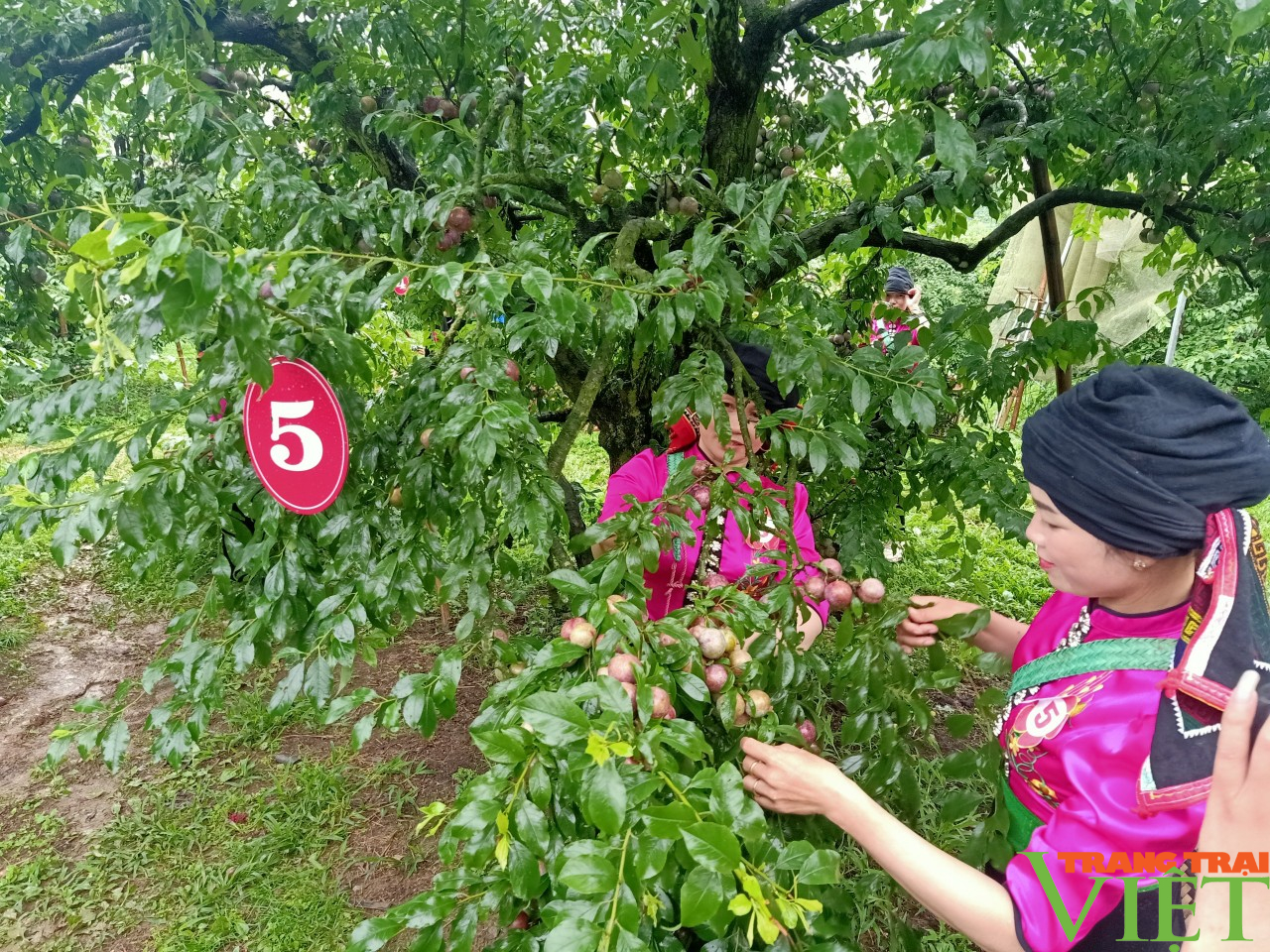 Sơn La: Ngày hội tôn vinh những người trồng mận trên cao nguyên Mộc Châu - Ảnh 3.