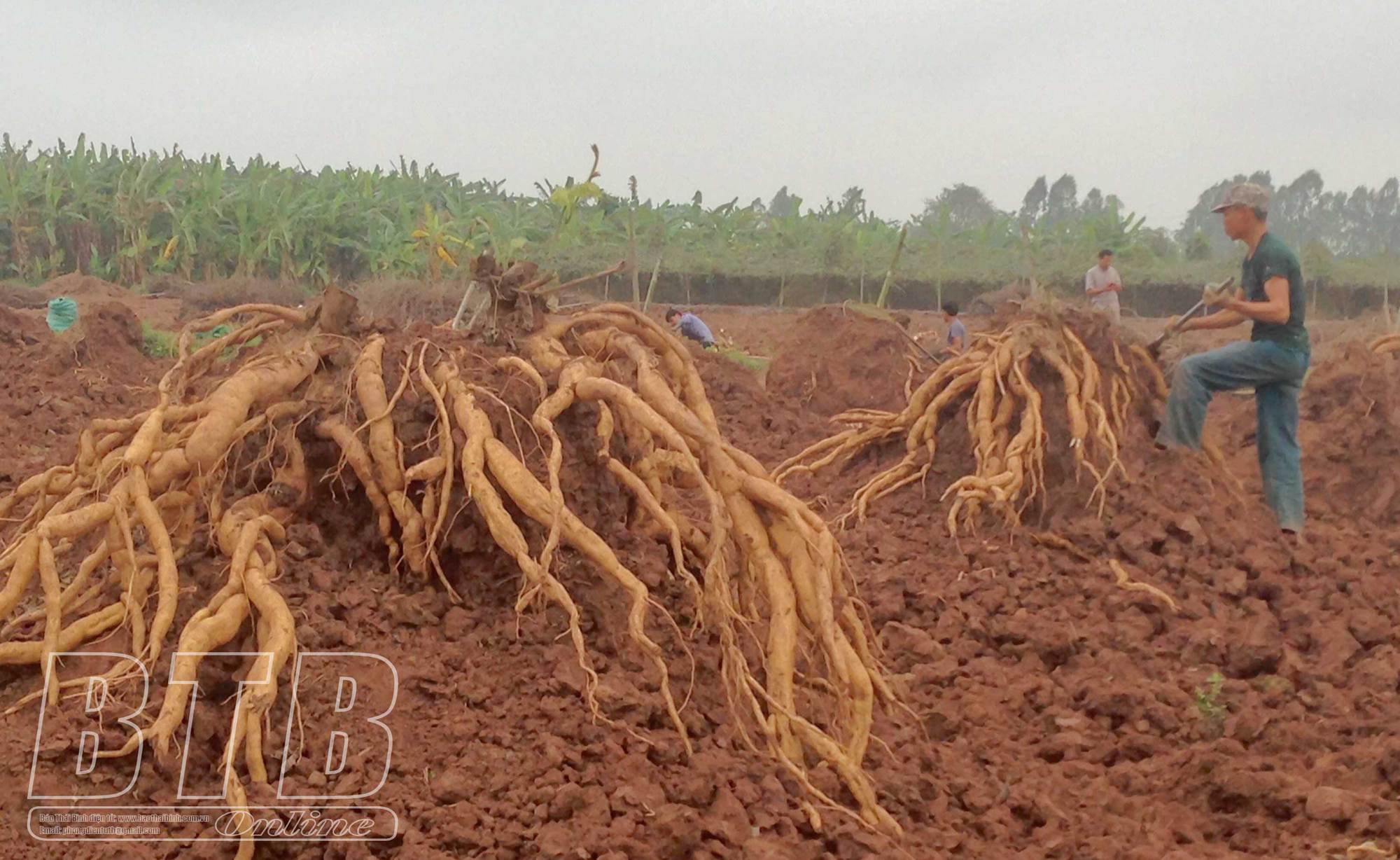 Ở nơi này của Thái Bình, nông dân rủ nhau ra đồng, cuốc các ụ đất bất ngờ lộ ra thứ củ mọc từng chùm - Ảnh 3.