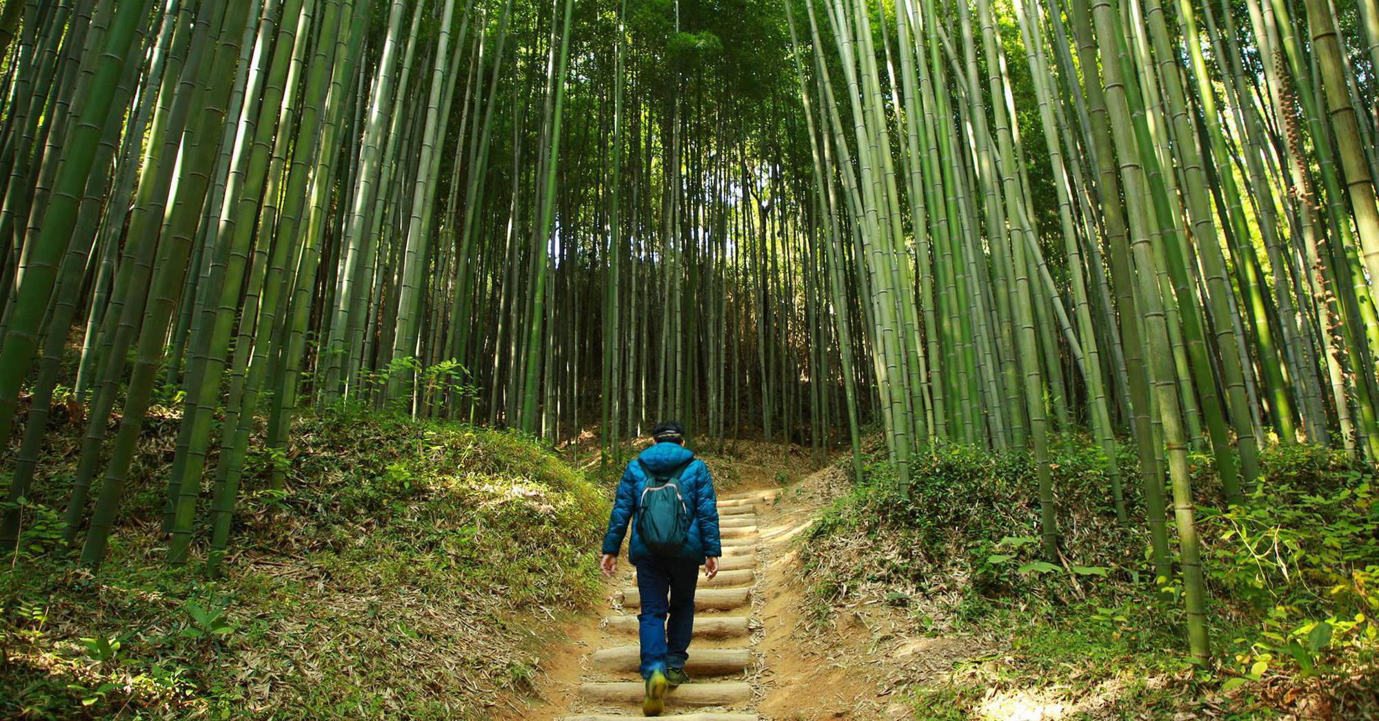 Juknokwon Bamboo Forest – The Pride of Korean Nature