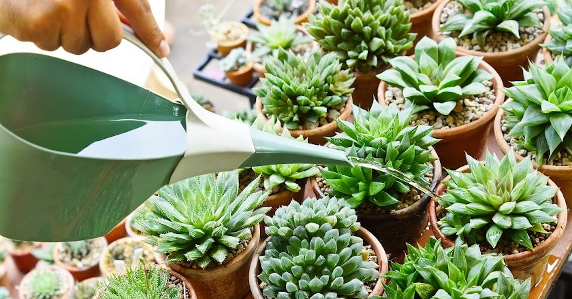 8 ways to die “smoothly” of succulent plants in the summer, incredibly weak