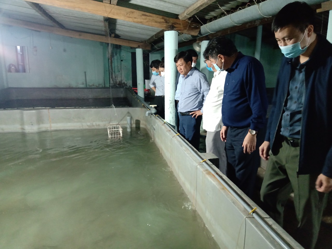 Nuôi cá chình dày đặc trong bể xi măng ở Phú Yên, nhiều người kéo đến xem - Ảnh 1.