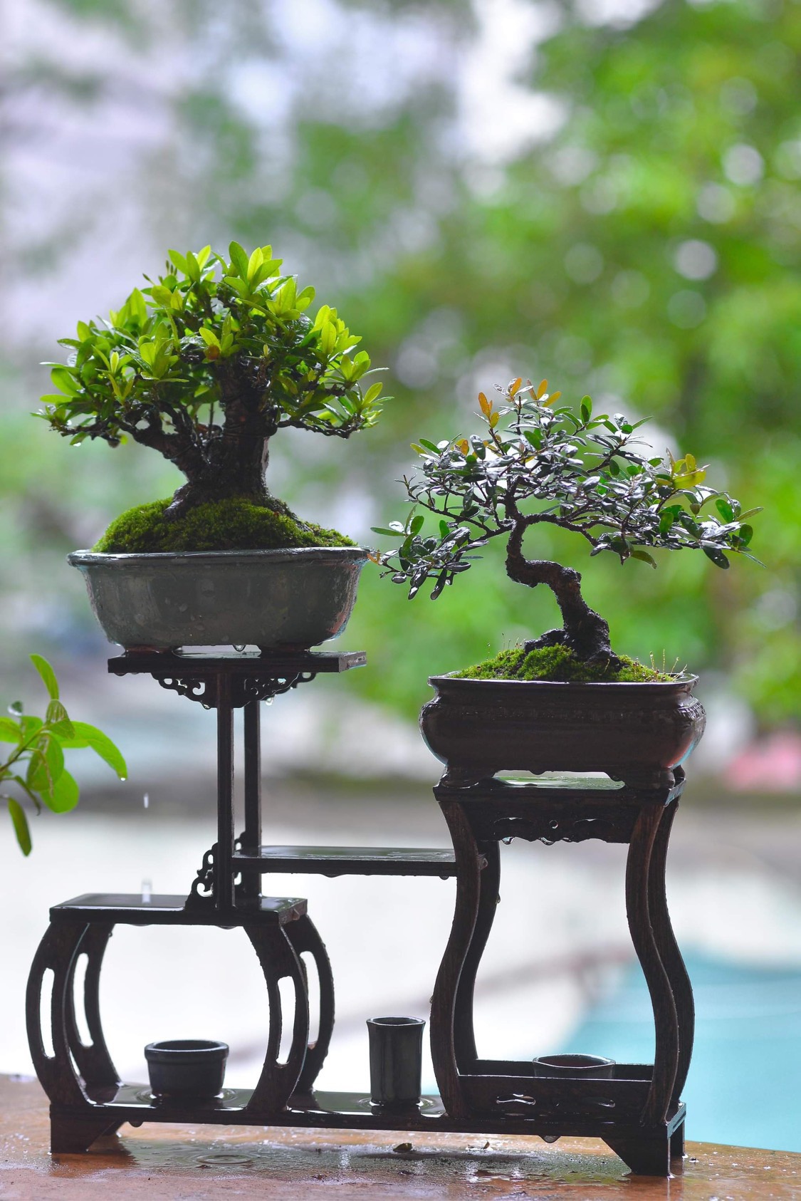 Tiktoker biến cây dại ven đường thành cây cảnh bonsai có một không hai - Ảnh 2.