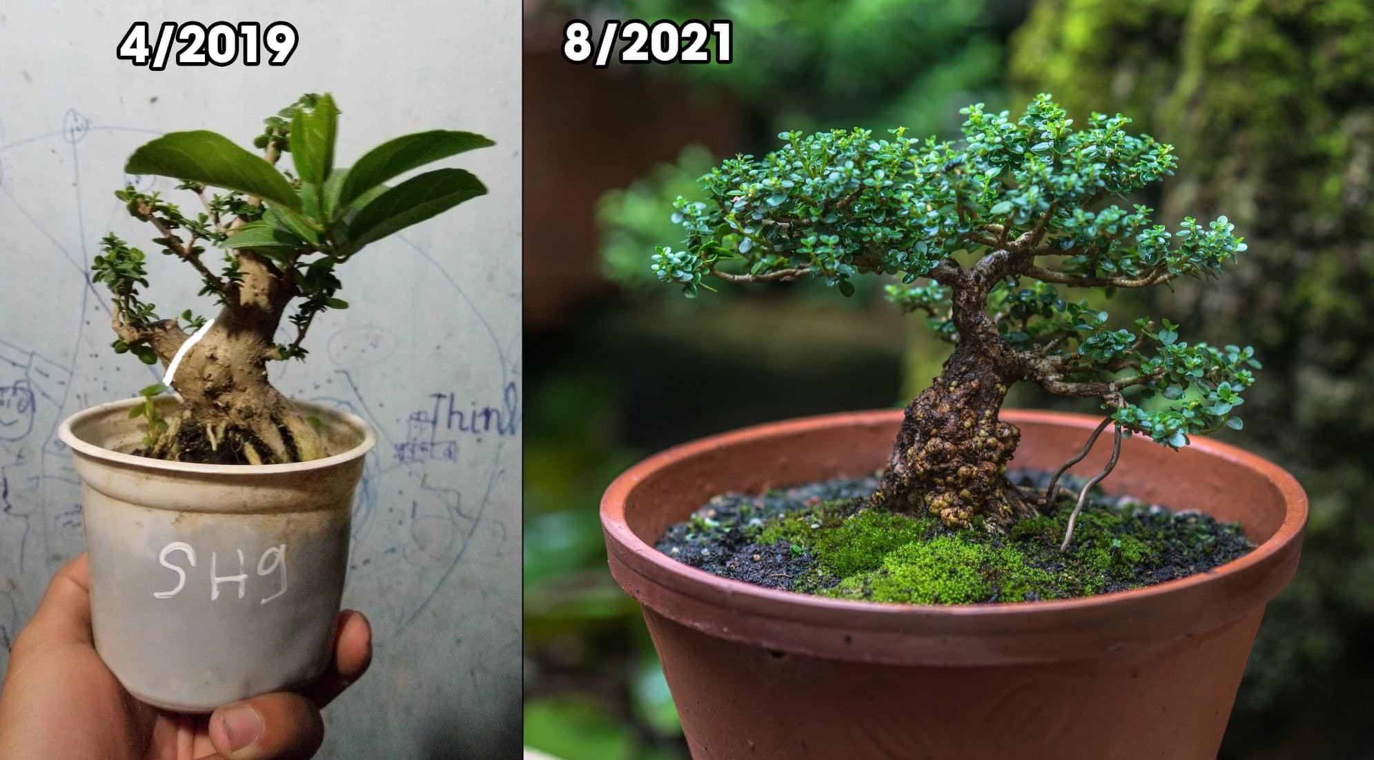 Tiktoker biến cây dại ven đường thành cây cảnh bonsai có một không hai - Ảnh 3.