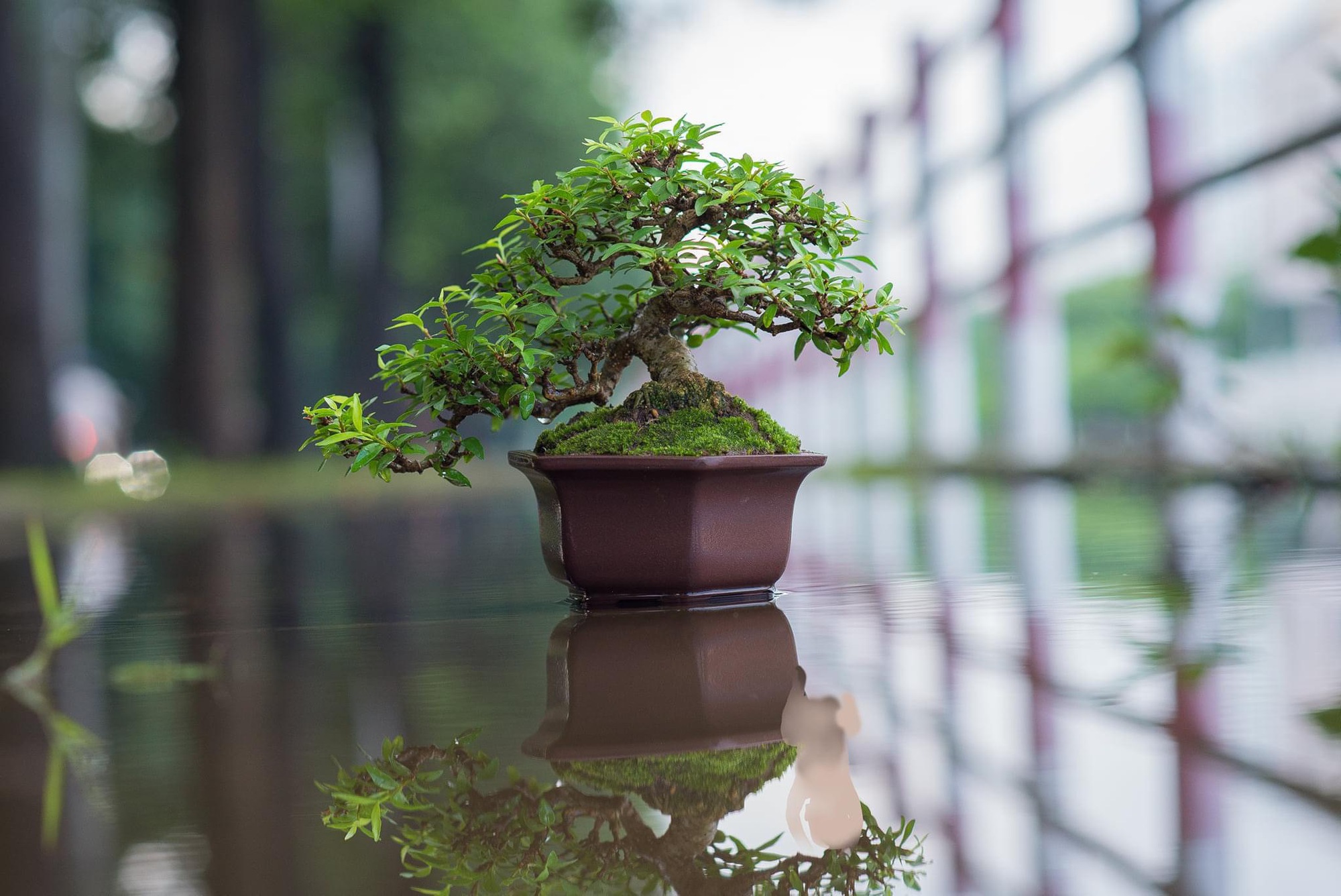 Tiktoker biến cây dại ven đường thành cây cảnh bonsai có một không hai - Ảnh 5.