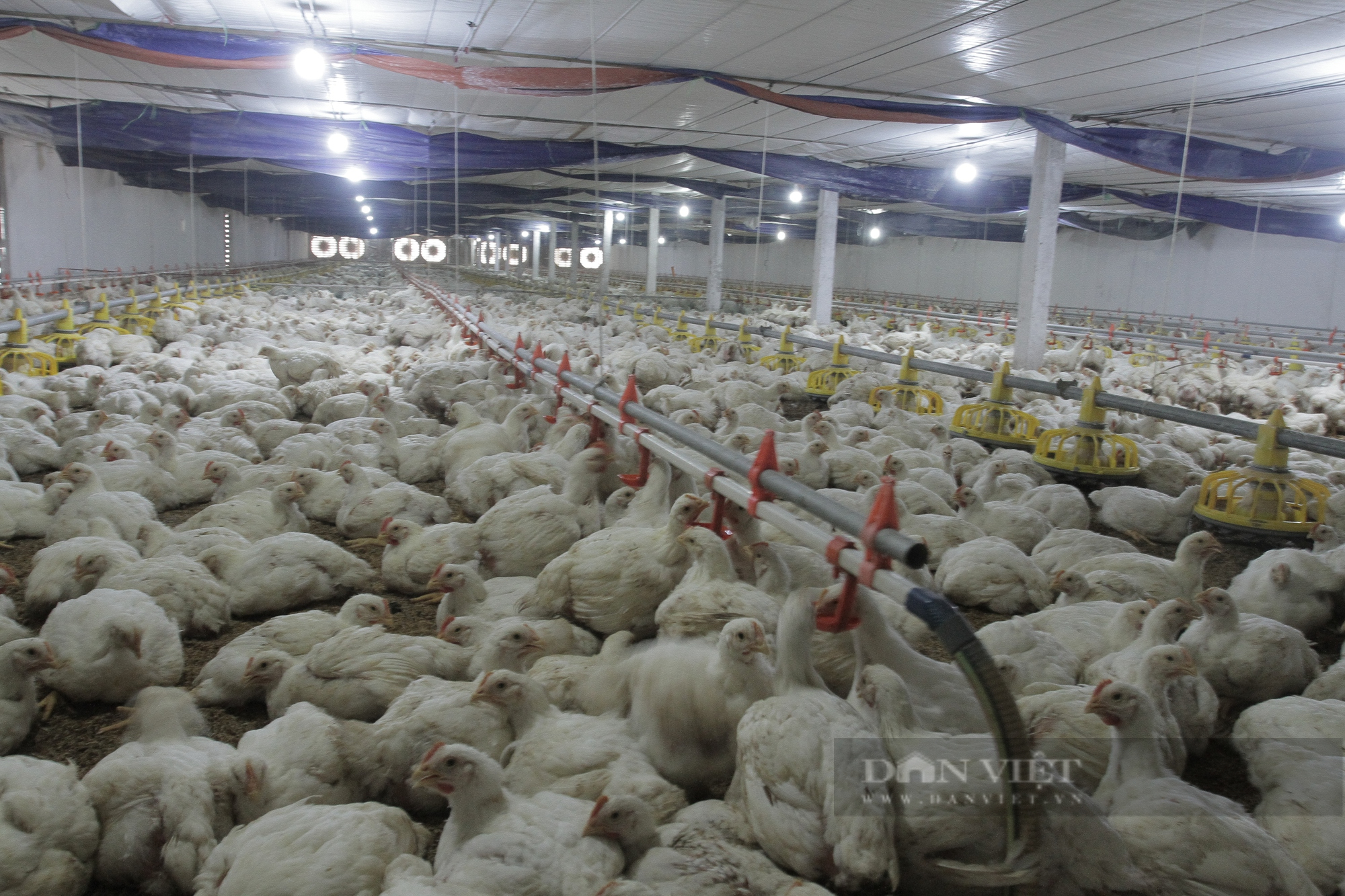 Thái Nguyên: Giám đốc xây dựng đầu tư chuồng trại chăn nuôi gà thu nhập 500 triệu mỗi năm - Ảnh 2.