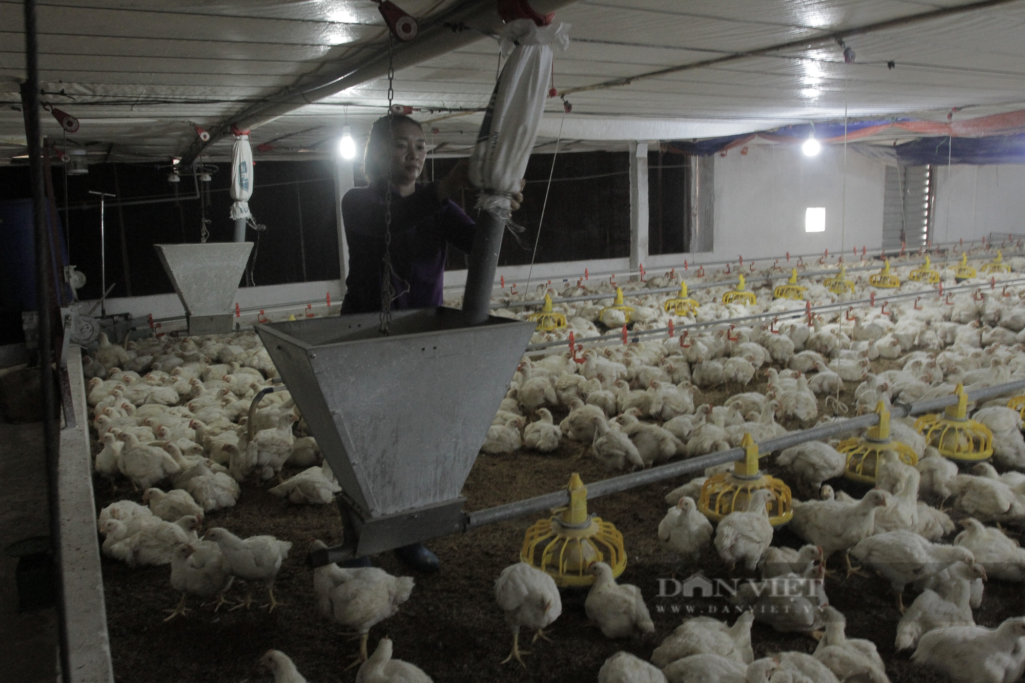 Chị Út cho biết, việc chăn nuôi gà trắng đem lợi nhuận lớn nhưng rủi ro cũng cao (Ảnh: Hà Thanh