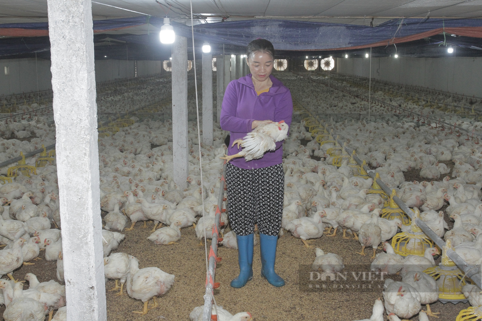 Thái Nguyên: Giám đốc xây dựng đầu tư chuồng trại chăn nuôi gà thu nhập 500 triệu mỗi năm - Ảnh 4.