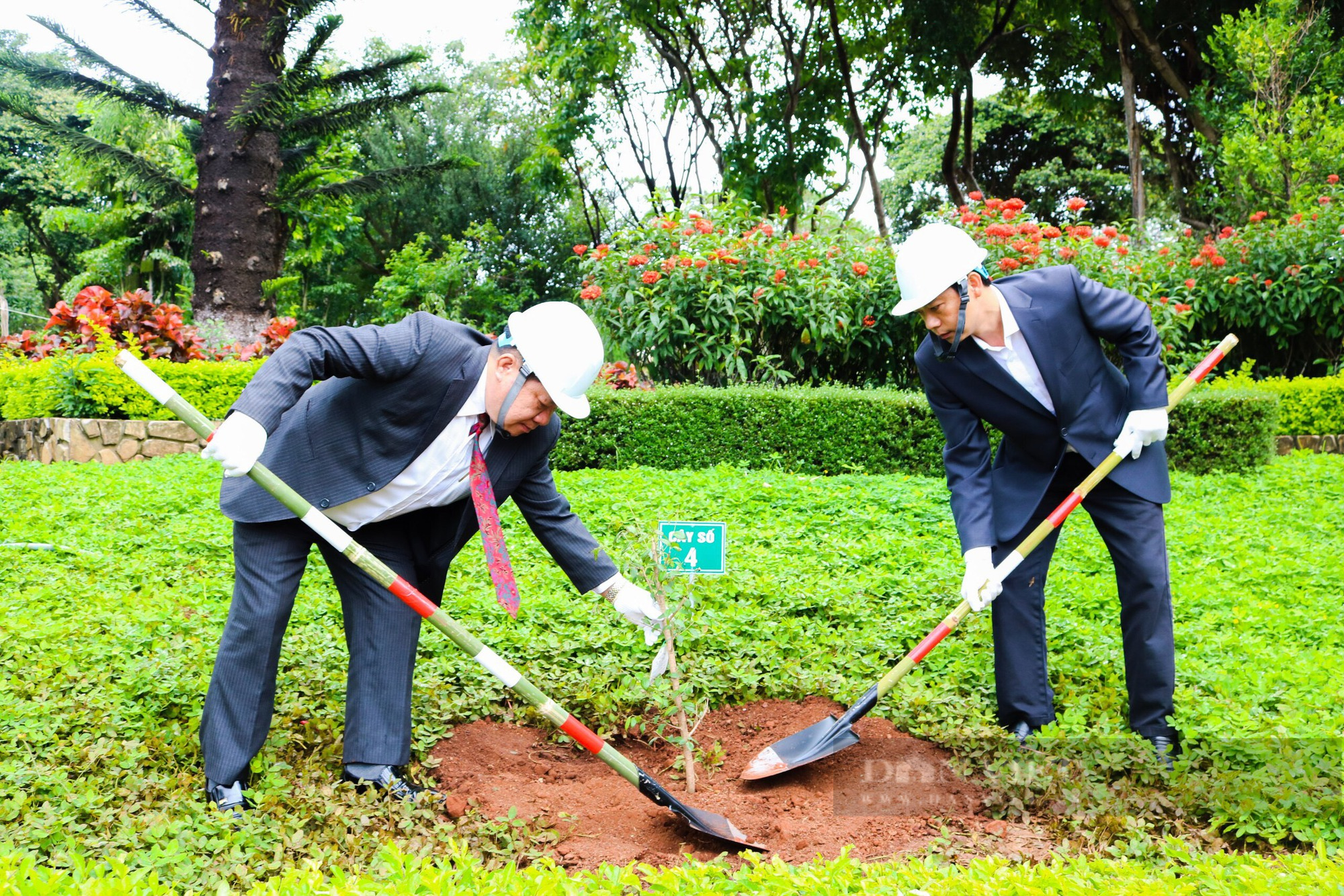 Gia Lai: Tiếp nhận và trồng 24 cây hoa anh đào do Nhật Bản tặng - Ảnh 1.