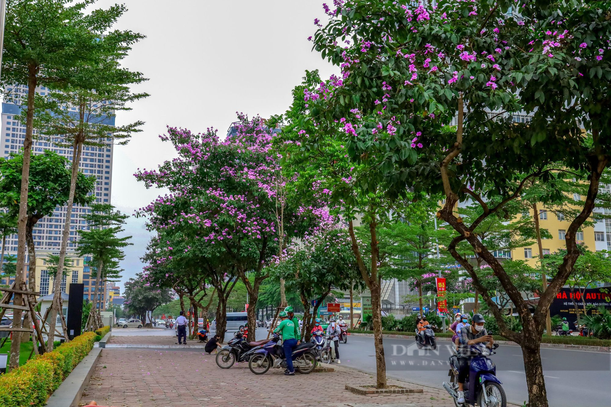 Ngỡ ngàng trước hình ảnh hoa bằng lăng nở rộ, tô sắc tím khắp phố phường Hà Nội - Ảnh 11.