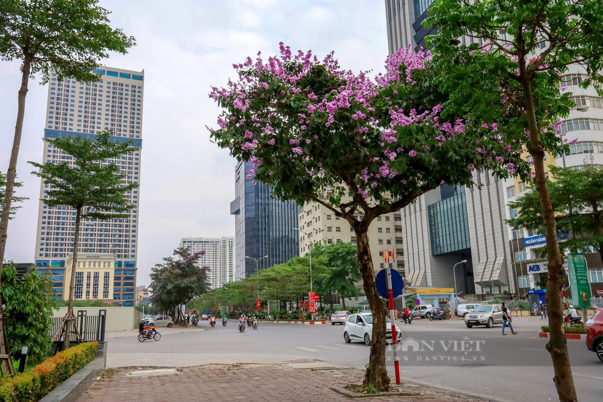 Ngỡ ngàng trước hình ảnh hoa bằng lăng nở rộ, tô sắc tím khắp phố phường Hà Nội - Ảnh 9.