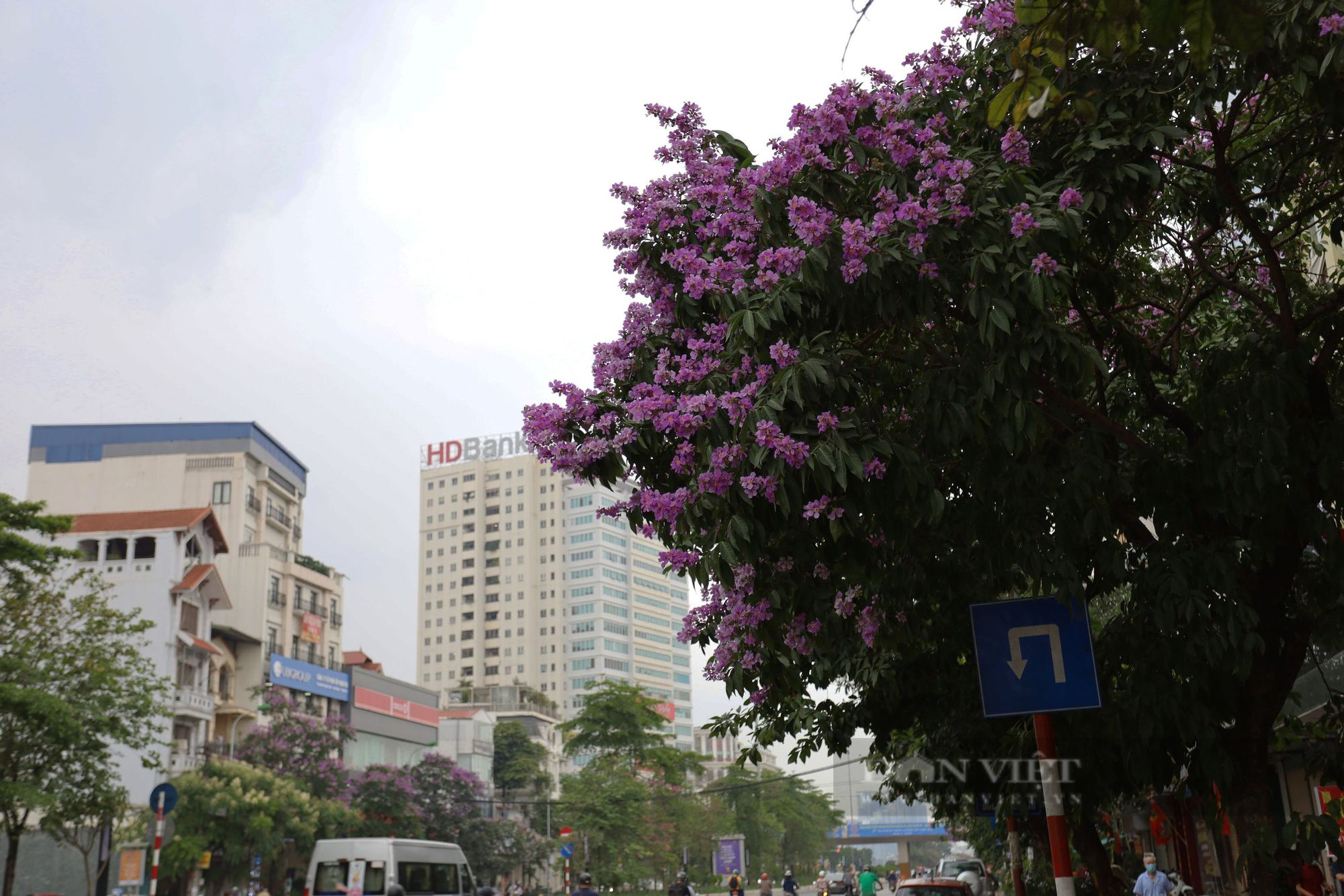 Ngỡ ngàng trước hình ảnh hoa bằng lăng nở rộ, tô sắc tím khắp phố phường Hà Nội - Ảnh 6.