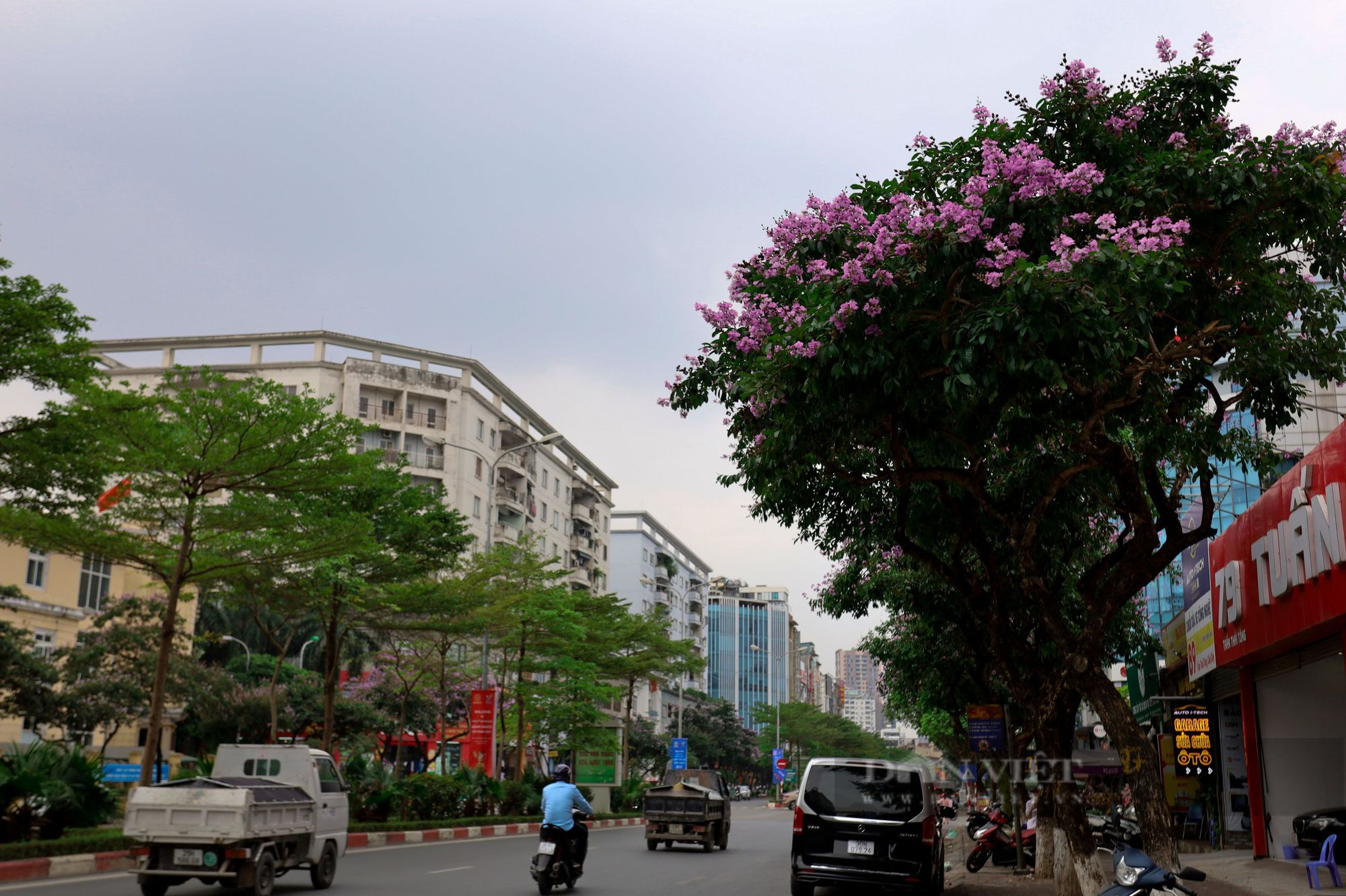 Ngỡ ngàng trước hình ảnh hoa bằng lăng nở rộ, tô sắc tím khắp phố phường Hà Nội - Ảnh 8.