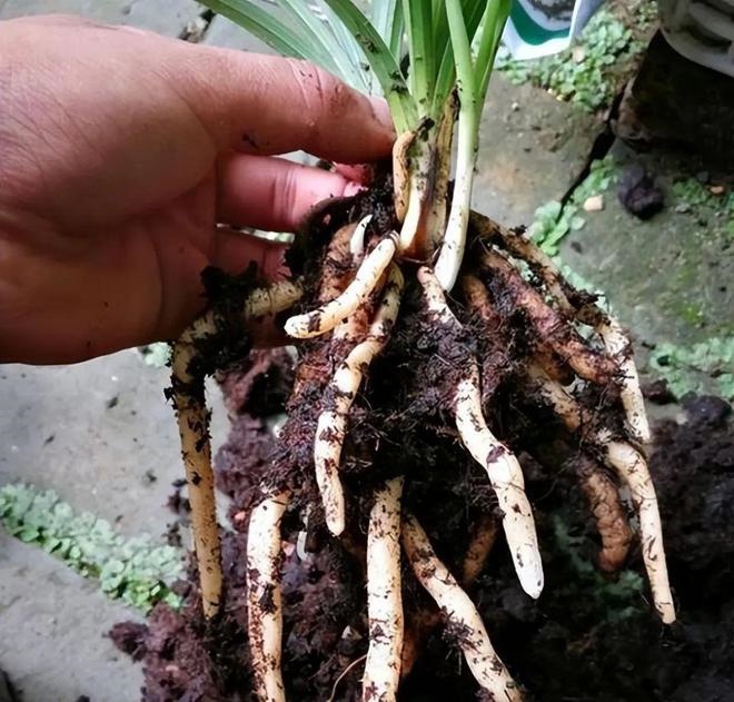 Using soy water to grow flowers, doing these 2 points well is 10 times more effective - Photo 2.