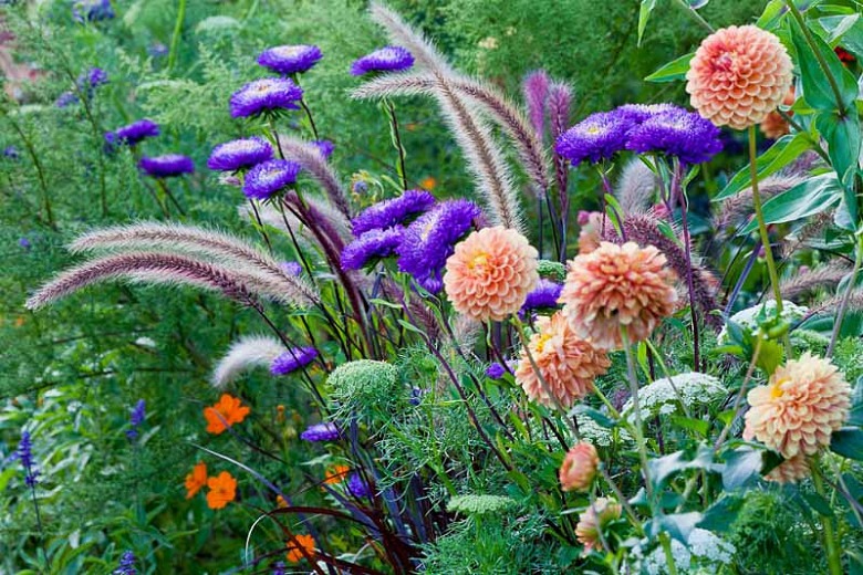 Using soy water to grow flowers, doing these 2 points well is 10 times more effective - Photo 4.