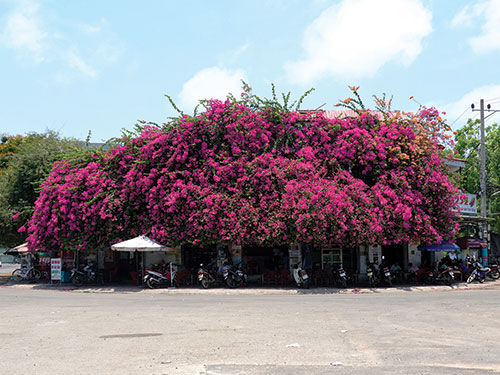 Thứ cây cảnh nhìn đâu cũng thấy hoa, hút ánh nhìn ở Phan Thiết của Bình Thuận khiến nhiều người mê li - Ảnh 1.