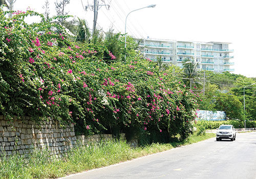 Thứ cây cảnh nhìn đâu cũng thấy hoa, hút ánh nhìn ở Phan Thiết của Bình Thuận khiến nhiều người mê li - Ảnh 3.